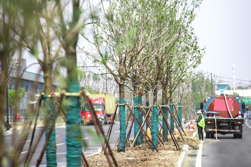 長豐縣雙鳳（泗水路-九頂山路）園林綠化工程